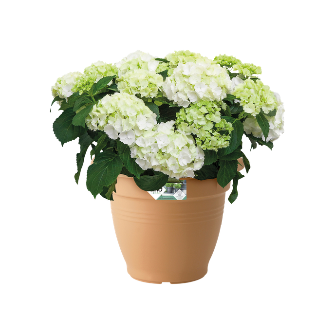 green basics campana 50cm terre cuite doux